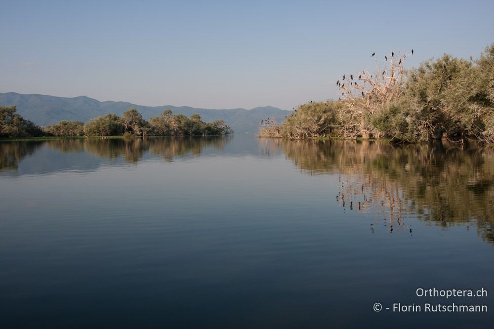 Morgenstimmung im Delta des Strimonas - GR, Zentralmakedonien, Kerkini-See, 08.07.2013
