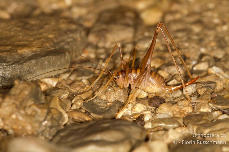 Dolichopoda geniculata ♀ - CH, TI, Mendrisio, 07.11.2013