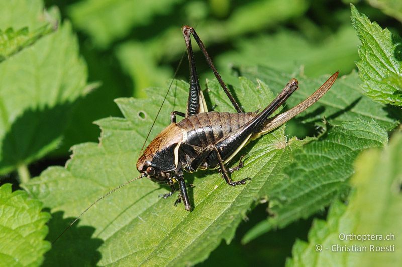 Pholidoptera aptera ♀, dunkle Farbvariante - CH, TI, Isone, 14.07.2008