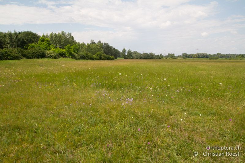 Blumenreiche Magerwiese - AT, Niederösterreich, Ebergassing, 09.07.2016