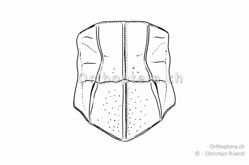 Halsschild von Chorthippus dorsatus ♀ von oben. Die Halsschild-Seitenkiele sind nur ganz schwach einwärts gebogen.