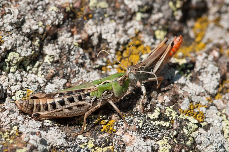 Balz von Stenobothrus nigromaculatus ♂♀. Das kleinere ♂ ist rechts - FR, Pyrénées-Orientales, Latour-de-Carol, 12.08.2009