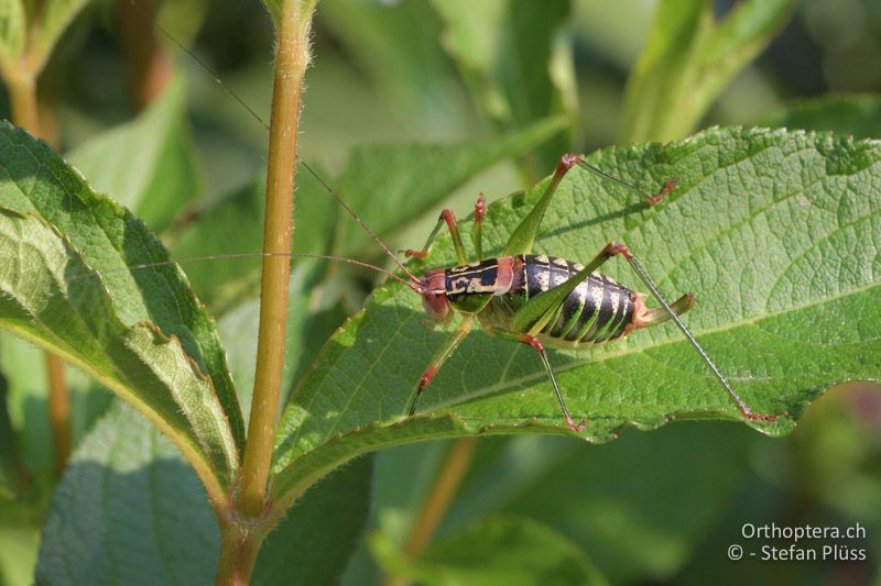 Metaplastes ornatus ♀ - GR, Westmakedonien, Florina Hotel Veltsi, 14.07.2017