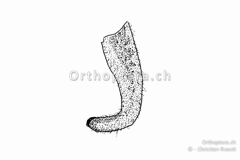 Rechter Cercus von Leptophyes laticauda ♂. Dieser ist an der Basis gerade und nur das letzte Drittel ist stark nach innen gebogen. Der dunkle Endzahn ist leistenförmig.