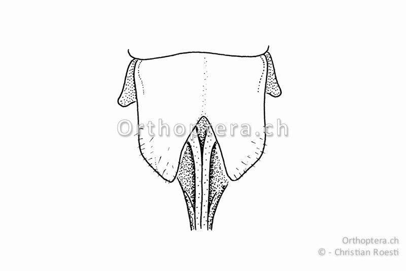 Subgenitalplatte von Roeseliana azami minor ♀. Die beiden Seitenlappen der tief ausgeschnittenen Subgenitalplatte sind angewinkelt und abgestutzt.