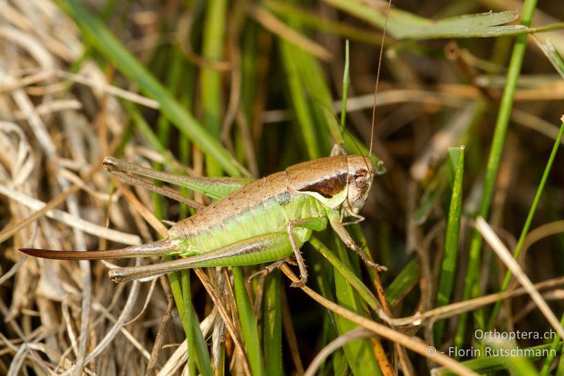 Pholidoptera littoralis insubrica ♀ - CH, TI, Mt. Generoso, 13.08.2013