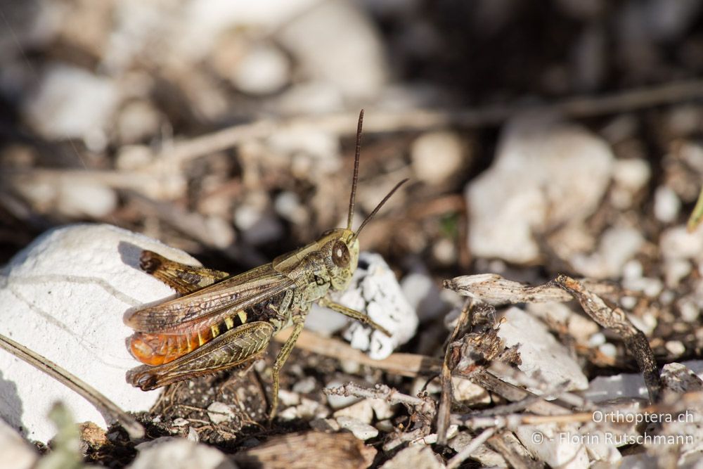 Omocestus haemorhoidalis ♂ - IT, Marken, Sibyllini-Gebirge, 29.09.2014