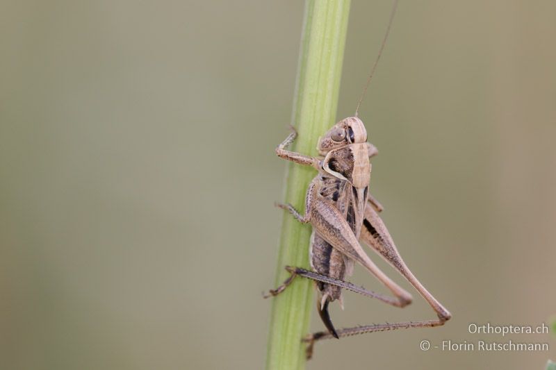 Tessellana veyseli ♀ - HU, Mitteltransdanubien, Sáska, 06.07.2016