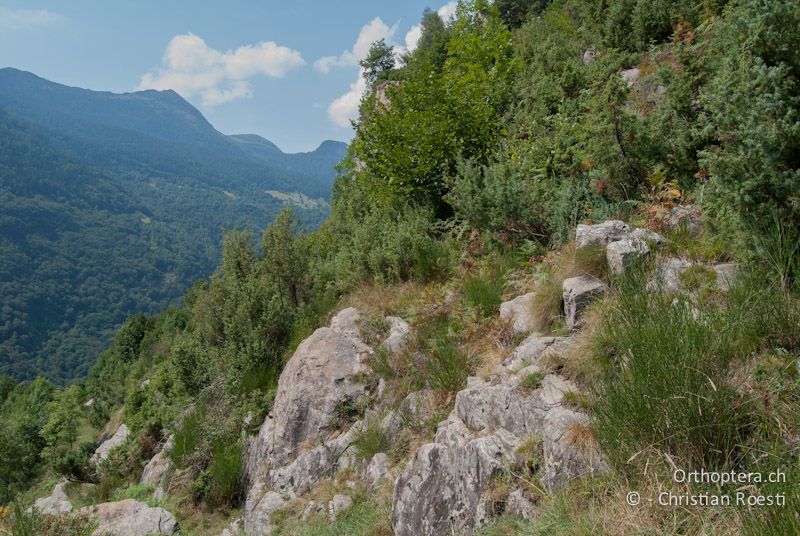 Strukturreicher Südhang mit dichten Vegetationsbulten und offenen Felsflächen - CH, GR, Castaneda, 22.08.2009