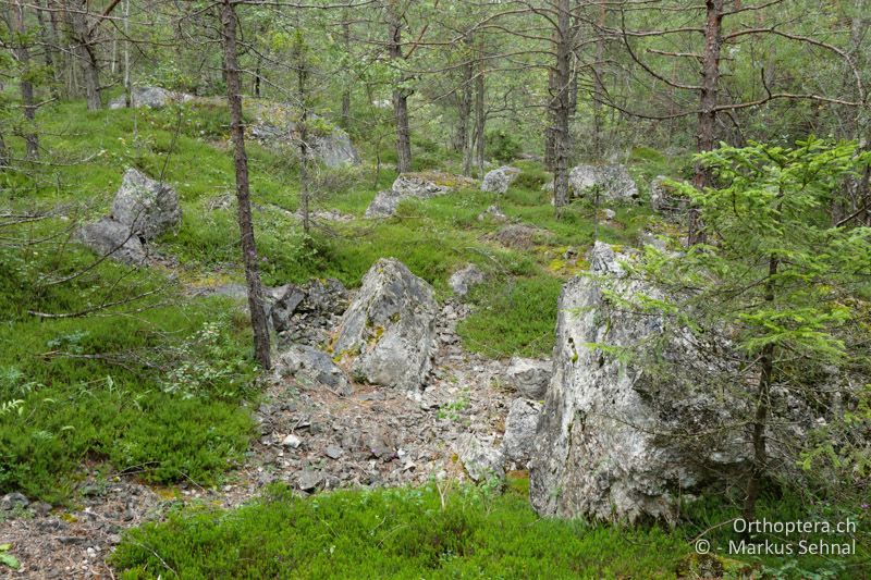 Lichtdurchflutete Blockschutthalde des Bergsturzgebietes Schütt - AT, Kärnten, Naturpark Dobratsch, Schütt, 28.07.2016