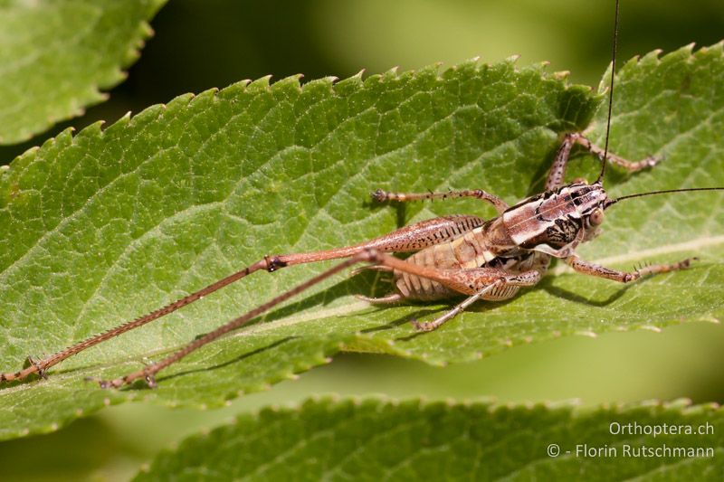 Pachytrachis striolatus ♂ - HR, Dalmatien, Starigrad, 18.07.2010