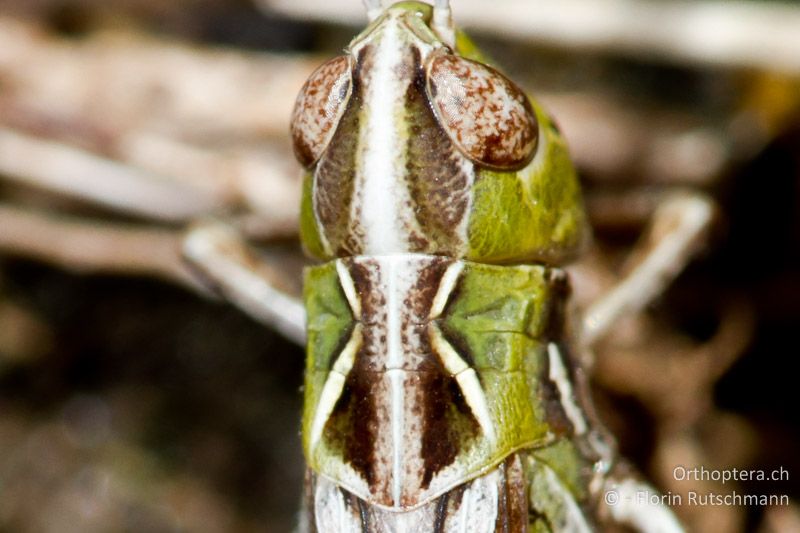 Halsschild von Omocestus petraeus ♀ - IT, Abruzzen, Palena, 11.10.2011