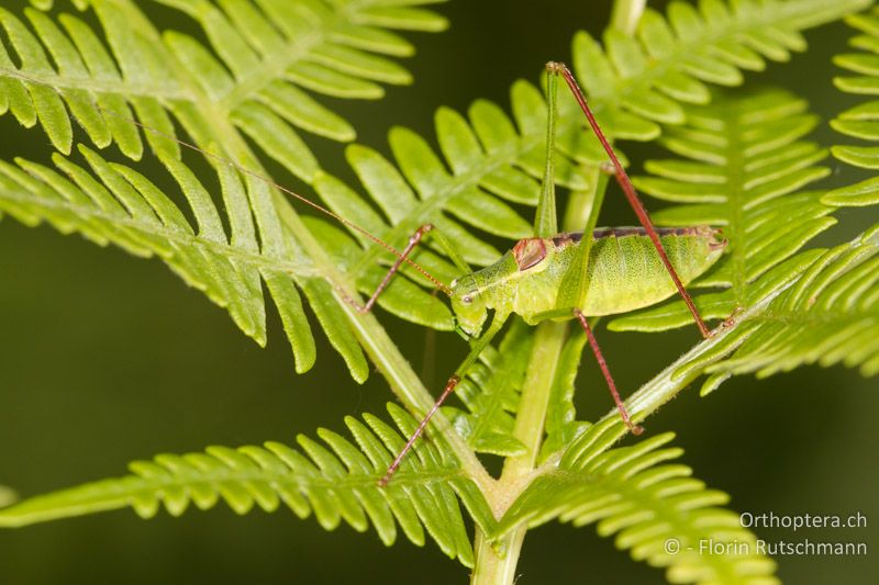Leptophyes laticauda ♂ - CH, TI, Mugena, 18.09.2013