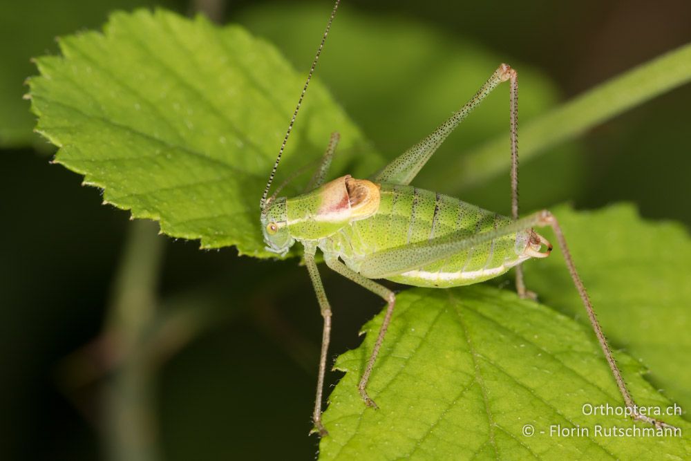 Poecilimon chopardi ♂ - GR, Thessalien, Pindos-Gebirge, 23.06.2015
