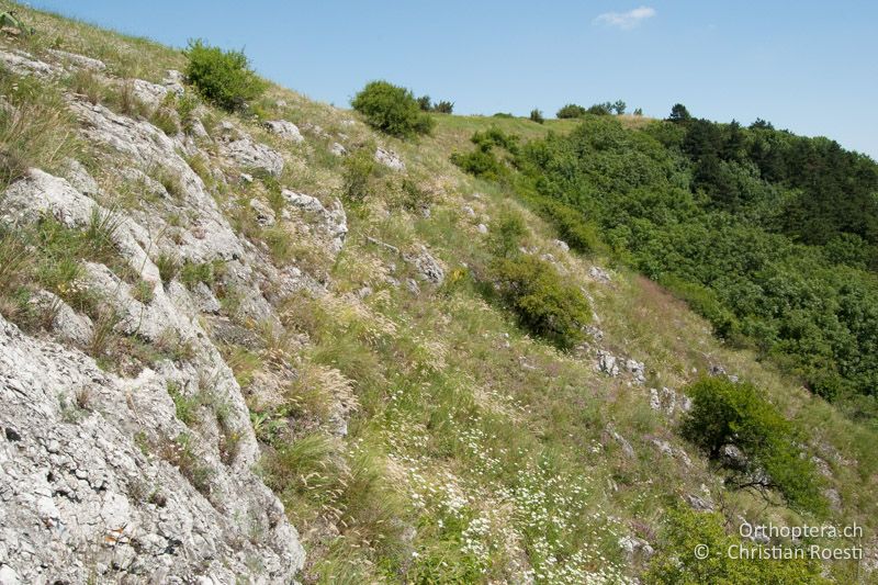 Trockenwarmer Hang mit viel freiem Fels - AT, Niederösterreich, Hainburg, 28.06.2010