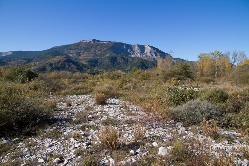 Trockenes, strukturreiches Flussbett mit Weiden und Büschen - FR, Drôme, Recoubeau, 26.10,2011