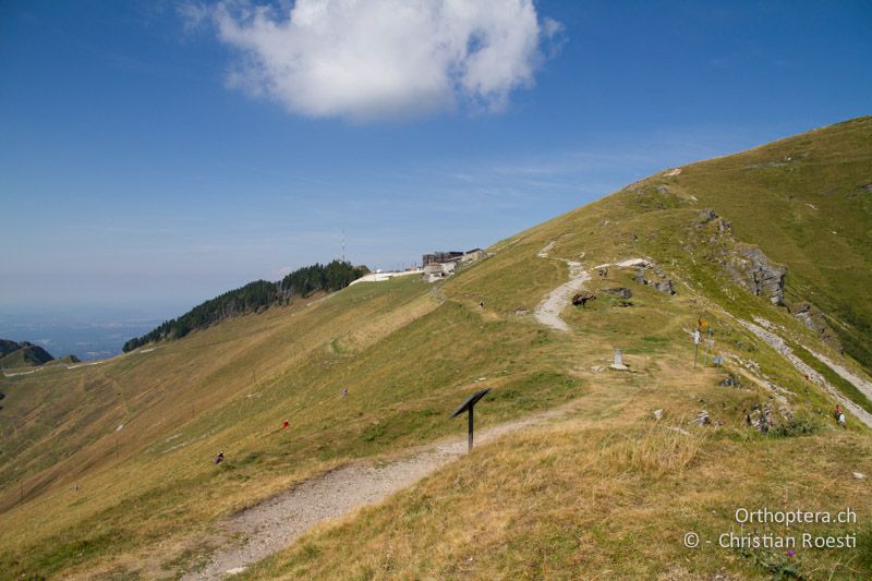 Kurzgrasige Rinderweiden - CH, TI, Mt. Generoso, 18.08.2013