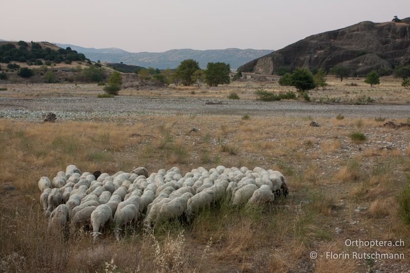 Unregelmässig überflutetes Geschiebefeld mit Wanderschäferei - GR, Thessalien, Meteora, 15.07.2011