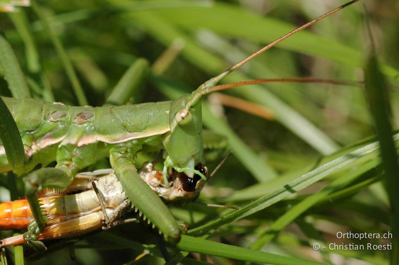 Saga pedo ♀ mit Stenobothrus lineatus ♀ als Beute - CH, VS, Martigny, 15.07.2007