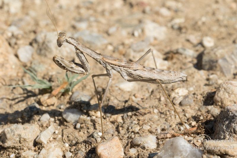 Gottesanbeterin Rivetina baetica - GR, Zentralmakedonien, Efkarpia, 05.07.2017