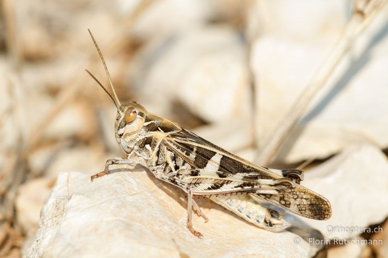 Oedaleus decorus ♂ (ocker-braune Farbmorphe) - GR, Epirus, Ampelia, 17.06.2013