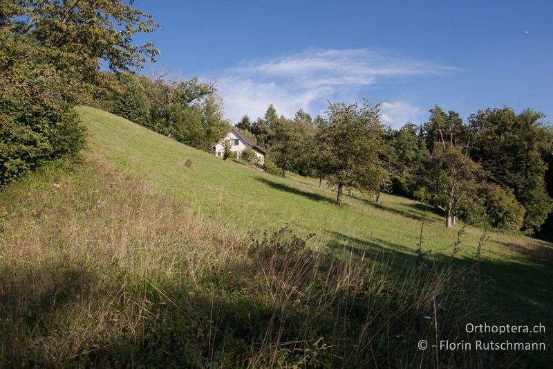 Magere, extensiv bewirtschaftete Wiese mit feuchteren Bereichen und Gebüsch - CH, TG, Frauenfeld, 13.08.2013