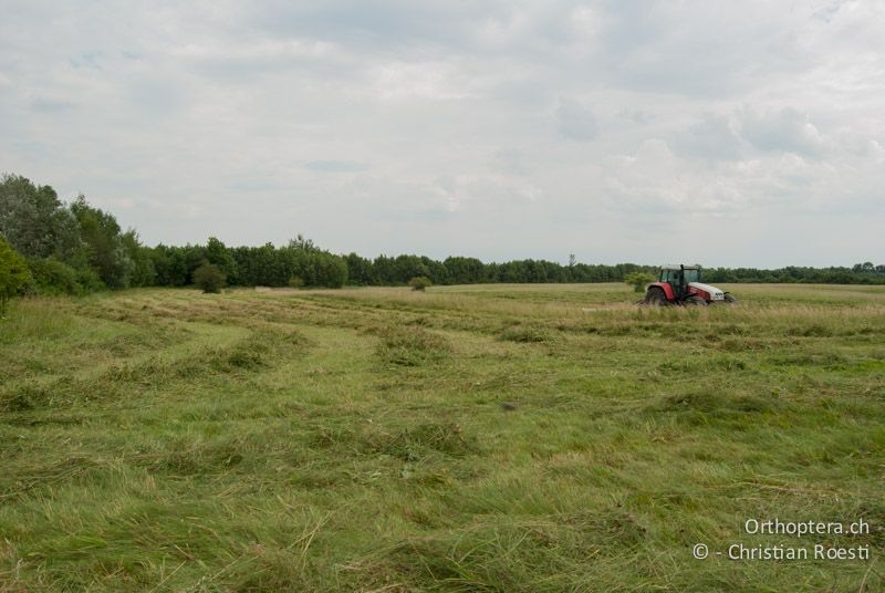 Frisch gemähte, langgrasige Wiese. Nach dem Mähereignis lagen hunderte von toten Heuschrecken auf dem abgeschnittenen Gras - AT, Niederösterreich, Ebergassing, 25.06.2010