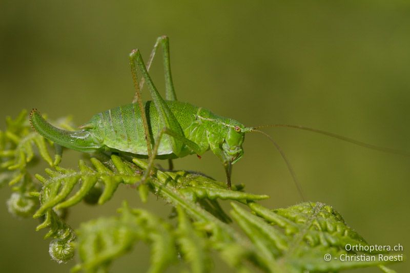Poecilimon gracilis ♀ - GR, Westmakedonien, Mt. Vernon, 10.07.2013