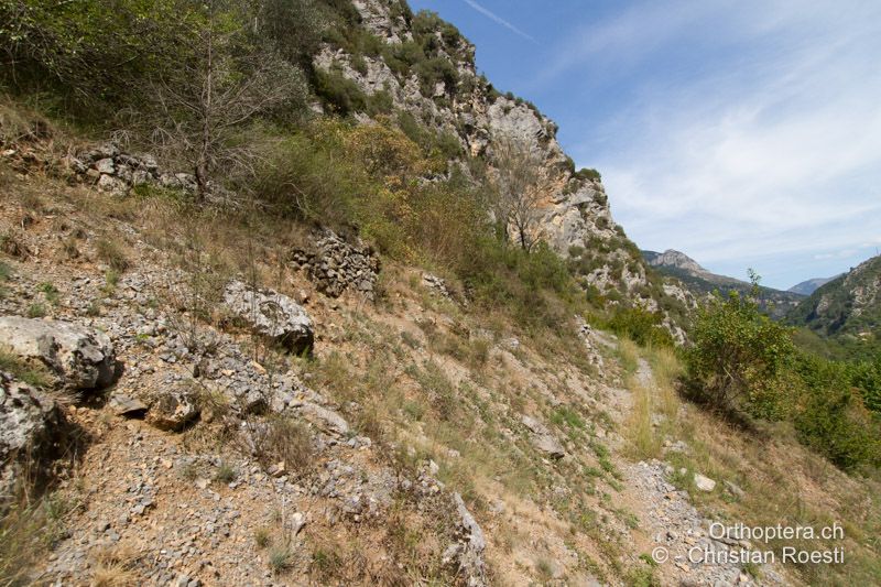 Trockenwarmer kalkiger Hang - FR, Alpes-Maritimes, Fontan, 23.09.2014