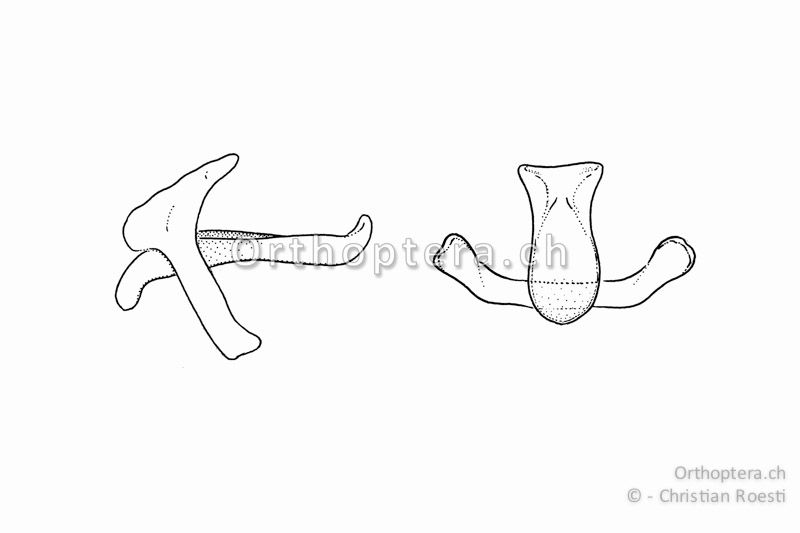 Dorsaler Titillator von Gryllotalpa gryllotapa ♂. Links von der Seite, rechts von unten.