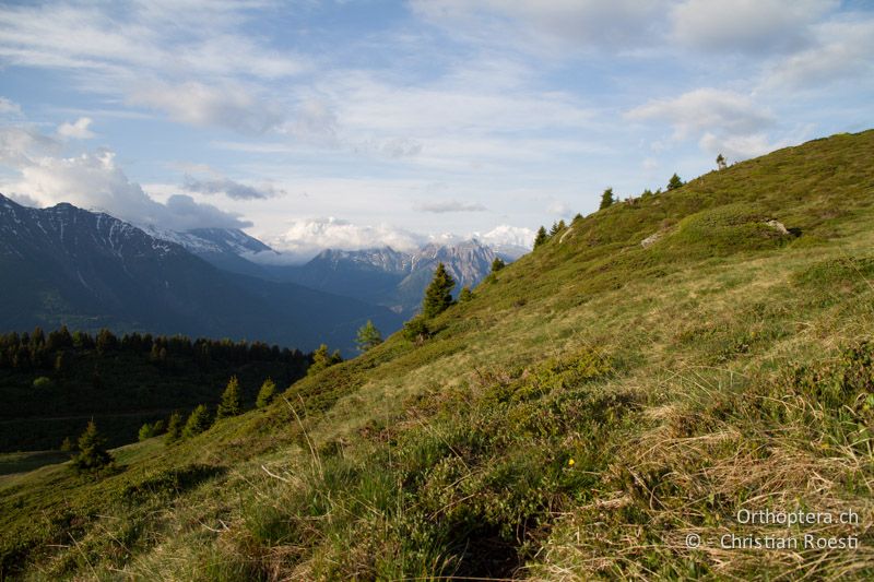 Zwergstrauchheide - CH, VS, Riederalp, 05.06.2011