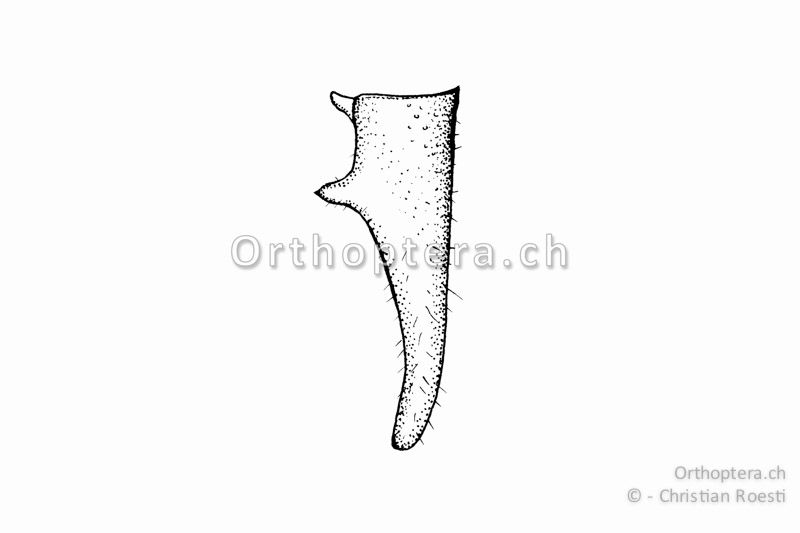 Rechter Cercus von Tettigonia cantans ♂. Der kleine Innenzahn liegt im ersten Drittel bis Viertel der Cerci.