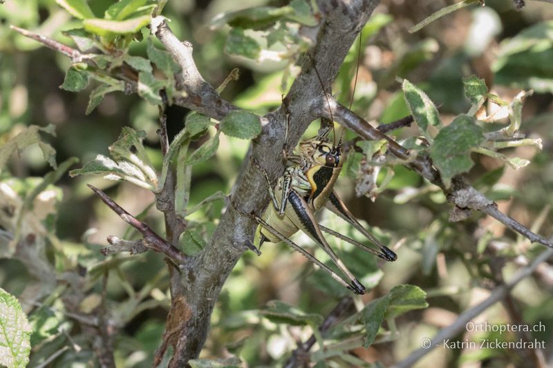 Eupholidoptera smyrnensis ♂ - GR, Zentralmakedonien, Mt. Hortiatis, 04.07.2017