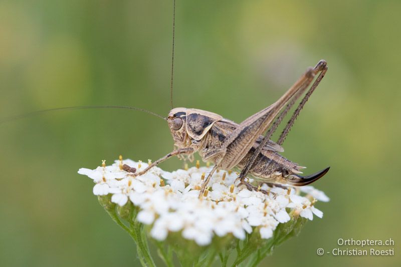 Tessellana veyseli ♀ - HU, Mitteltransdanubien, Sáska, 06.07.2016