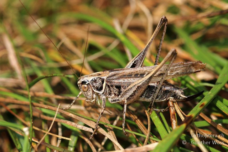 Makropteres Tessellana veyseli ♀ - AT, Wien, Schwarzenbergpark, 03.09.2016