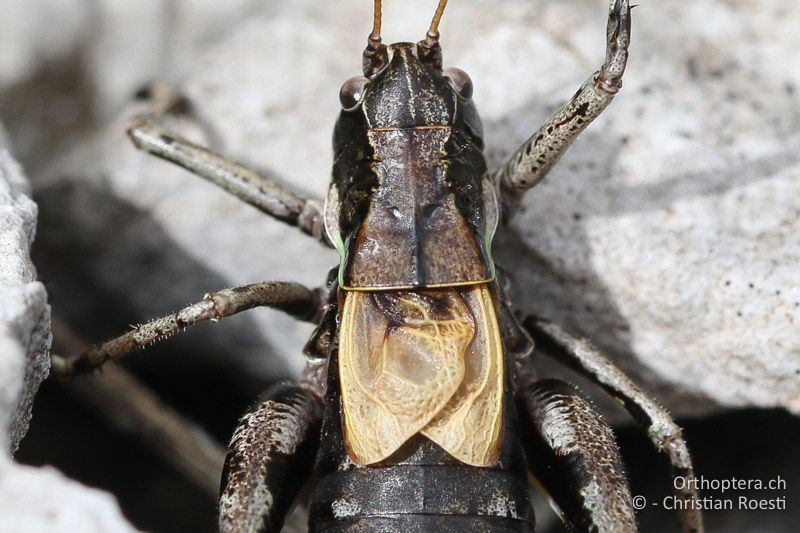 Vorderflügel von oben von Antaxius difformis ♂ - SLO, Gorensjska, Mt. Vogel, 19.09.2016