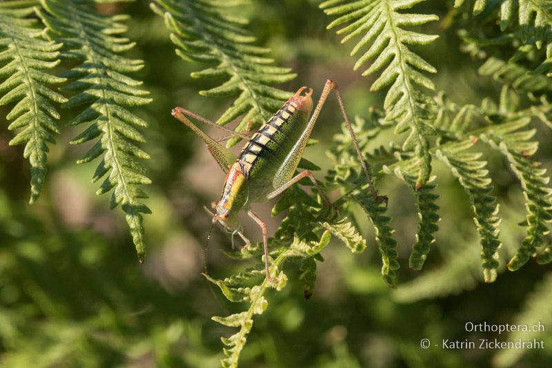 Poecilimon zwicki ♂ - GR, Ostmakedonien, Mt. Pangeon, 06.07.2017
