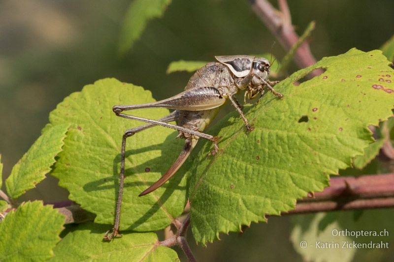Pholidoptera femorata ♂ - GR, Zentralmakedonien, Alonia, 15.07.2017