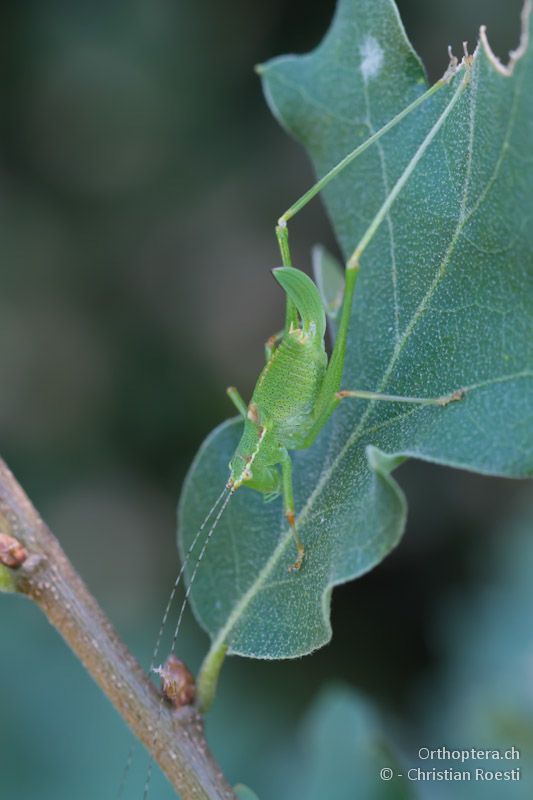 Frisch gehäutetes, ausgewachsenes Weibchen von Leptophyes punctatissima - Mikro Papigko, 15.07.2012
