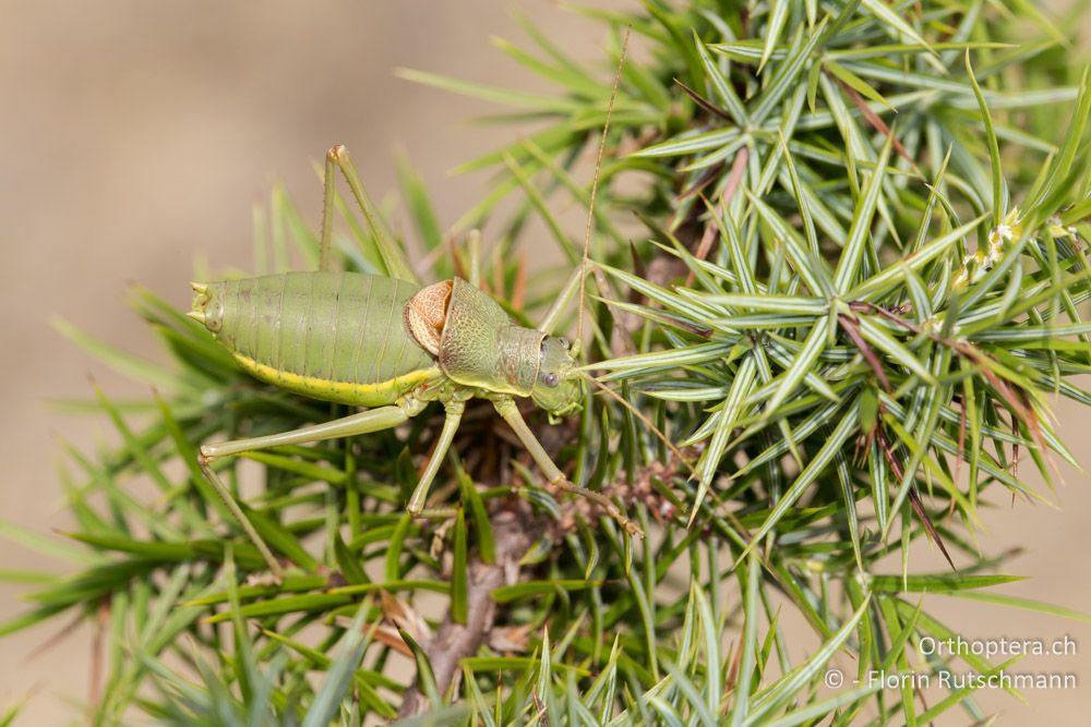 Ephippiger perforatus ♂ - IT, Emilia-Romagna, Campigna, 22.09.2014