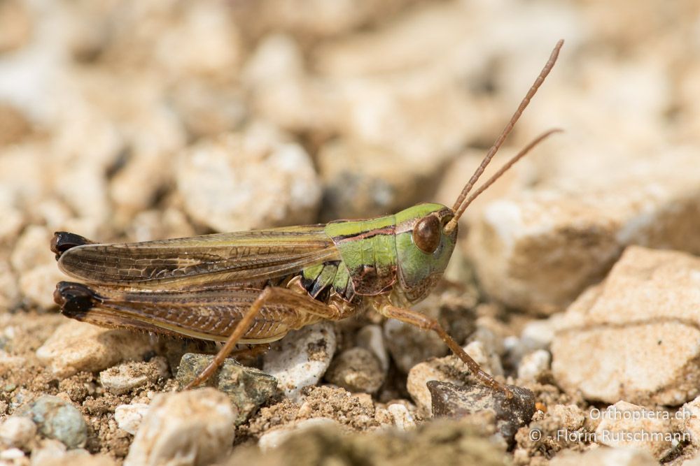 Stenobothrus fischeri ♂ - GR, Mittelgriechenland, Mt. Parnassos, 10.06.2015