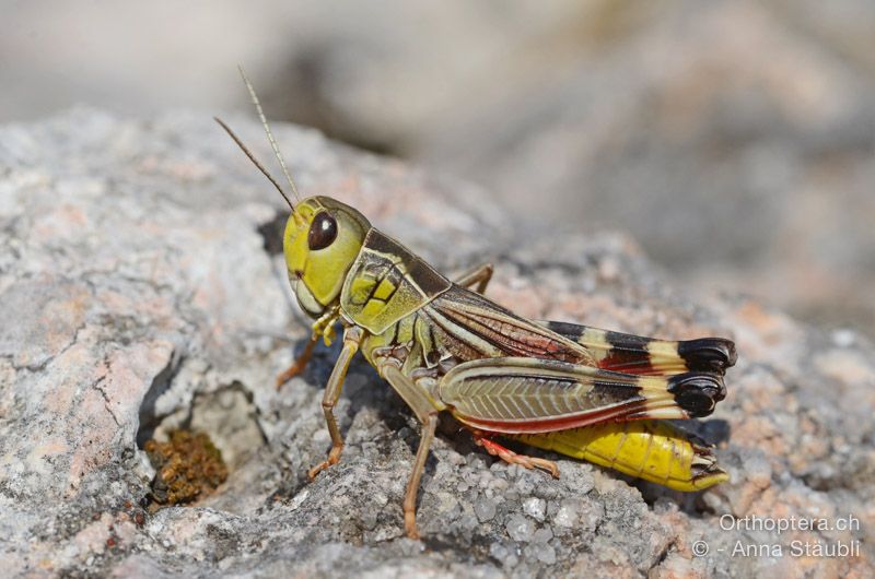Arcyptera brevipennis brevipennis ♂ - HR, Primorsko-goranska županija, Cres, Predošćica, 23.07.2015