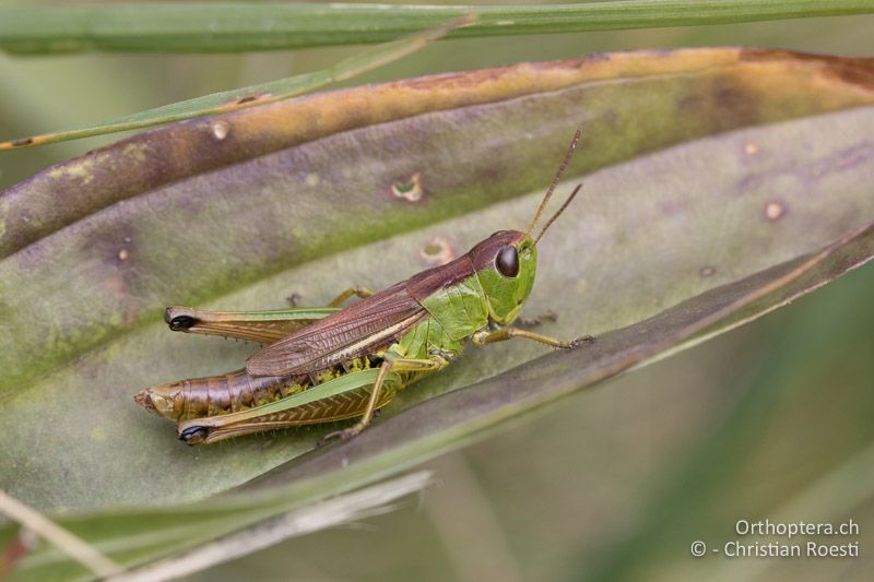 Pseudochorthippus montanus ♀ - CH, BE, Jaunpass, 23.08.2015