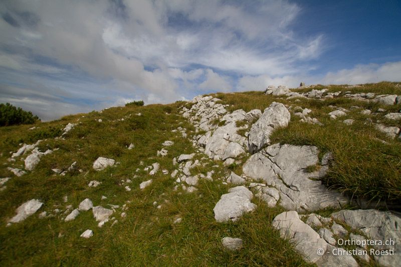 Karstige Bergwiesen - SLO, Goriška, Tolmin, Mt. Vogel, 19.09.2016