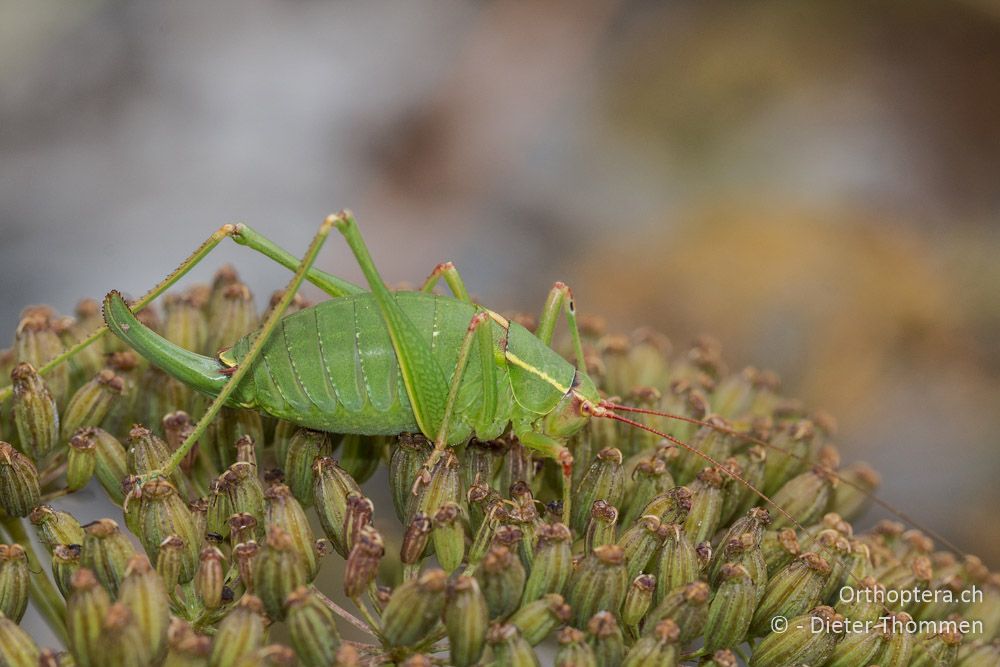 Barbitistes yersini ♀ - HR, Istrien, Račja Vas, Dol, 24.07.2015