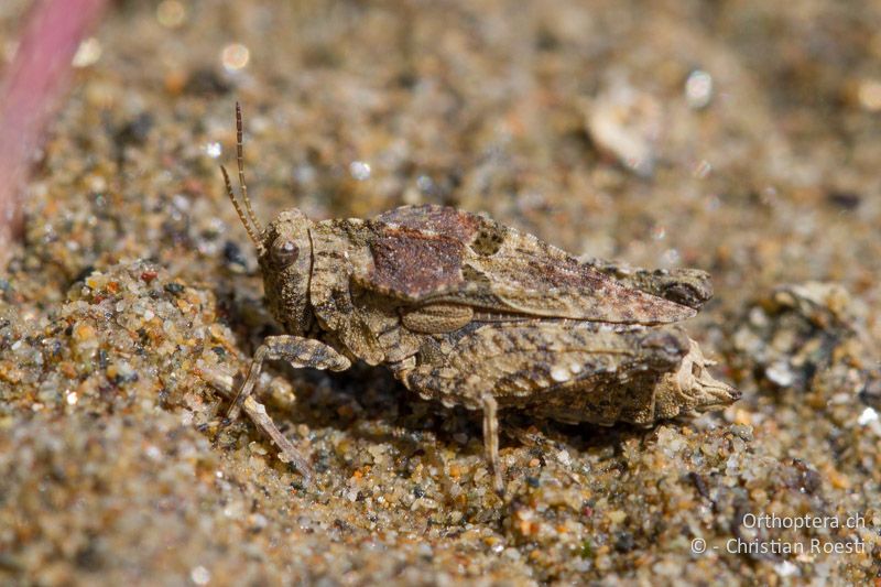 Tetrix depressa ♀ - BG, Krumovgrad, 23.04.2012