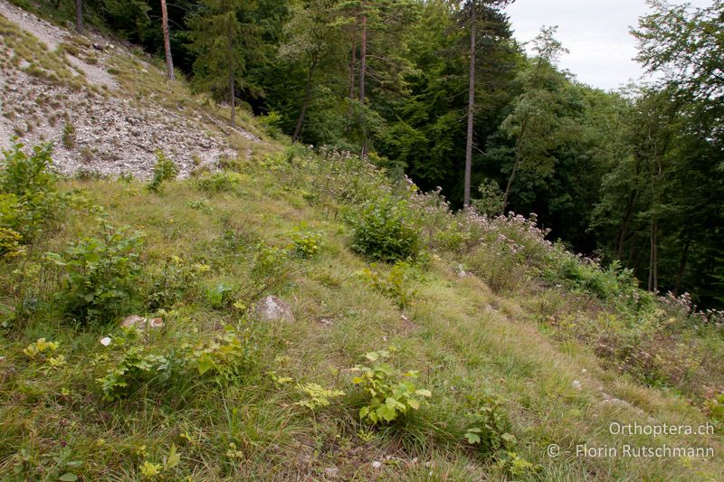 Schlagflur am Fuss eines Kalkschotterkegels - CH, SH, Siblingen, 25.08.2008