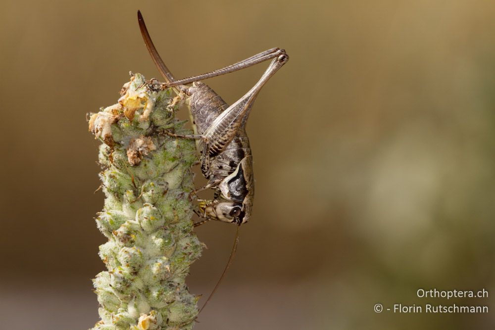 Weibchen der Strauchschrecke Pholidoptera femorata, das sich vor der Bodenhitze in Sicherheit brachte - Igoumenitsa, 08.07.2012