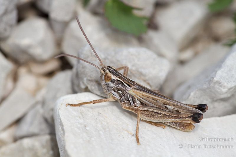 Stenobothrus fischeri ♂ - GR, Epirus, Mt. Soulion, 17.06.2013
