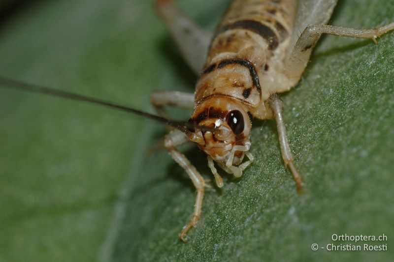 Kopf von Gryllodes sigillatus ♀ - CH, BE, Zuchttier, 06.01.2008